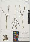 Foto von Salix himalayensis (Andersson) Flod.